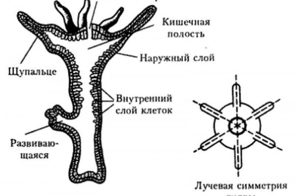 Kraken 18at зеркало